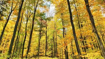 A forest with tall trees and a path.