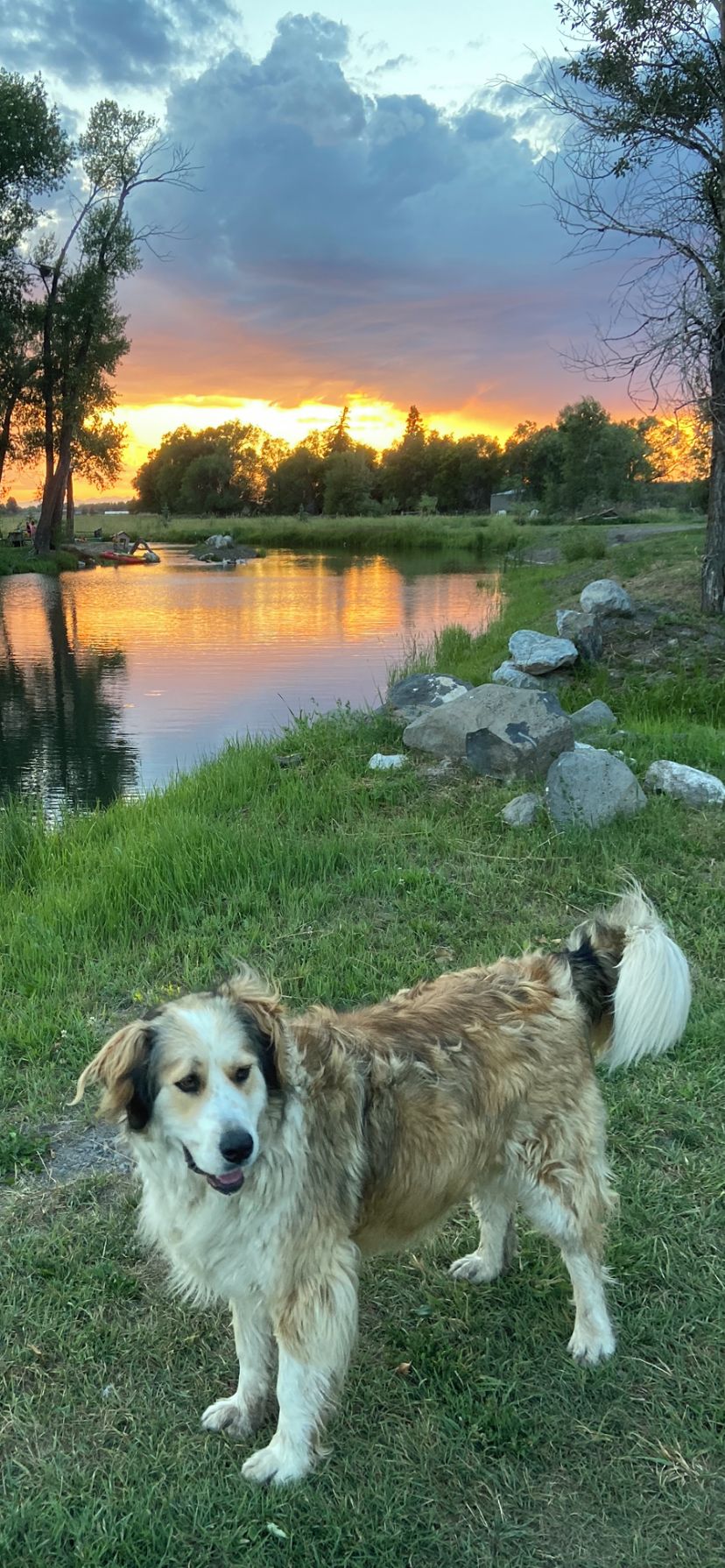A dog standing on grass near a body of water with trees and a sunset in the background.