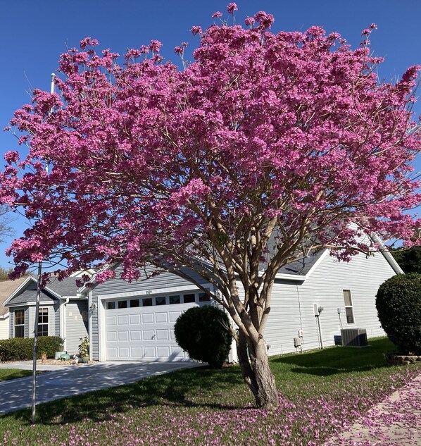 Property grounds - Beautiful, updated, private, contemporary “beachy” Guest suite (The Villages)