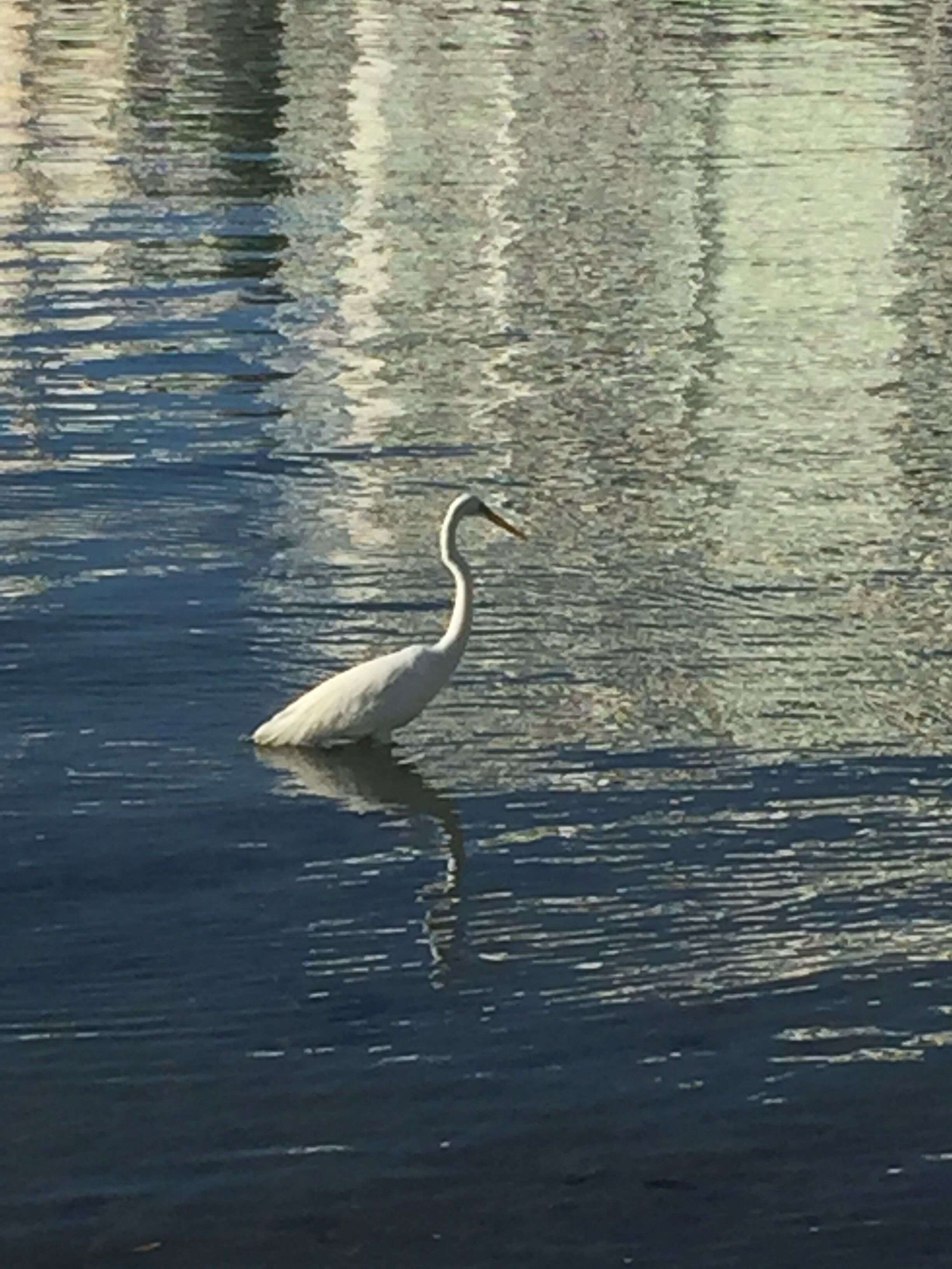 A white bird, likely a heron, standing in calm water.