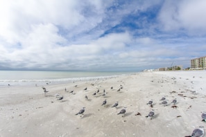 A beach with numerous seagulls and a clear sky.