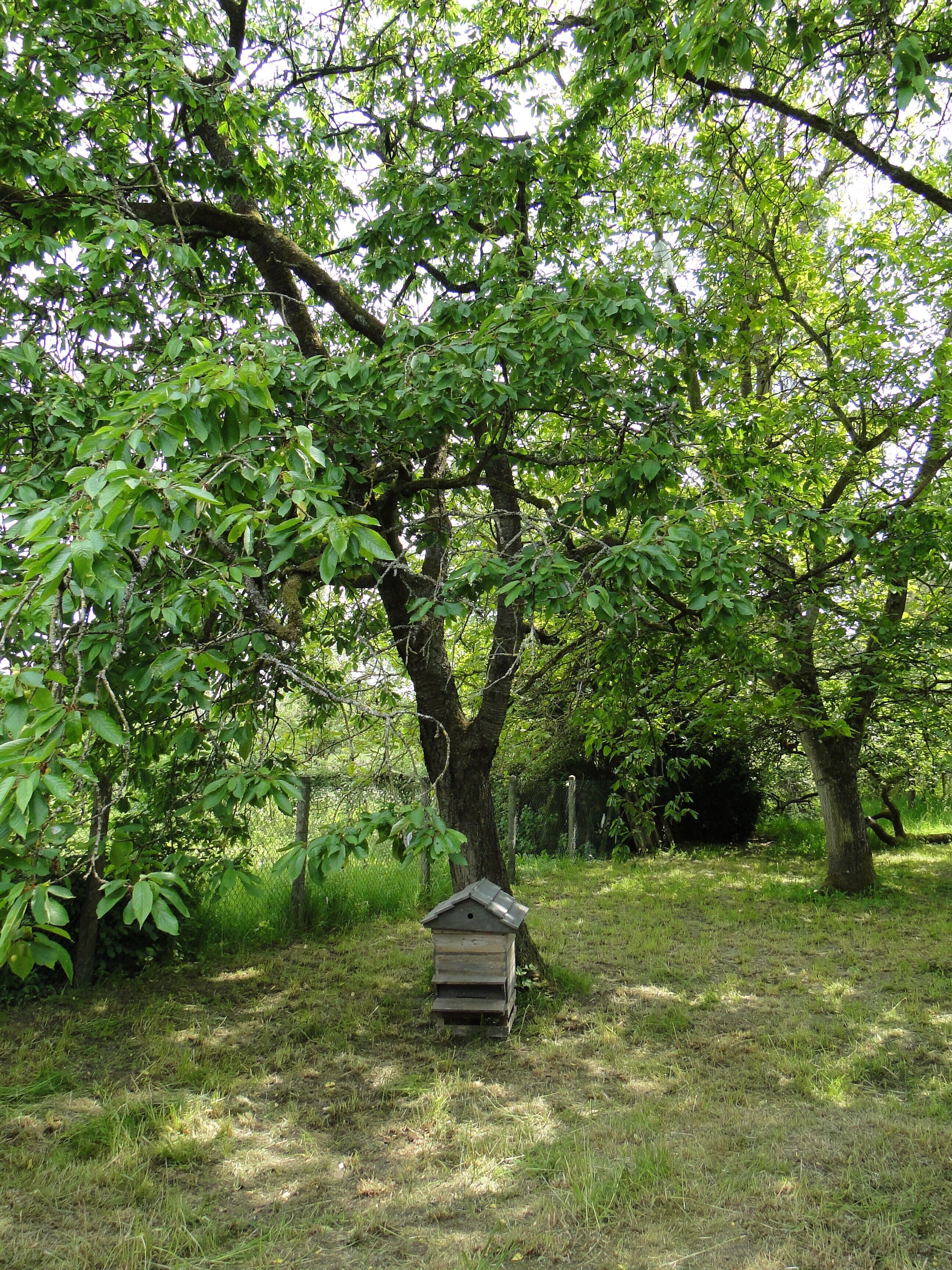 Ein Vogelhaus in einer grünen Wiese, umgeben von Bäumen.