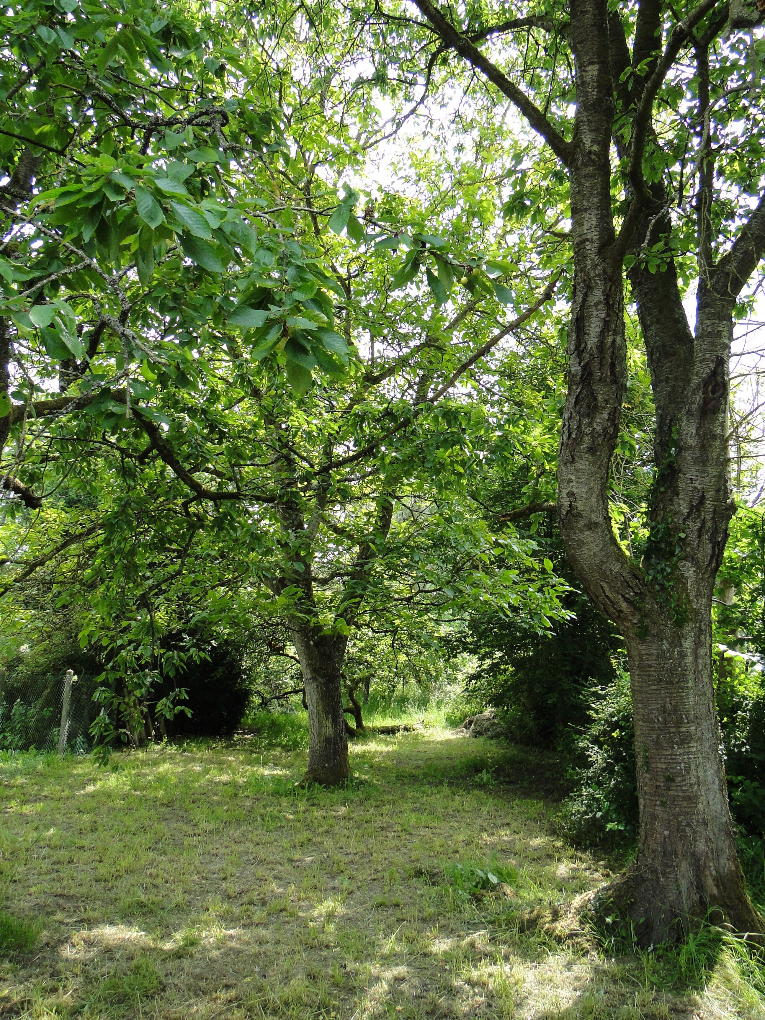 Un área boscosa con un sendero cubierto de césped y árboles.