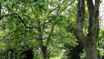 Un área boscosa con un sendero cubierto de césped y árboles.