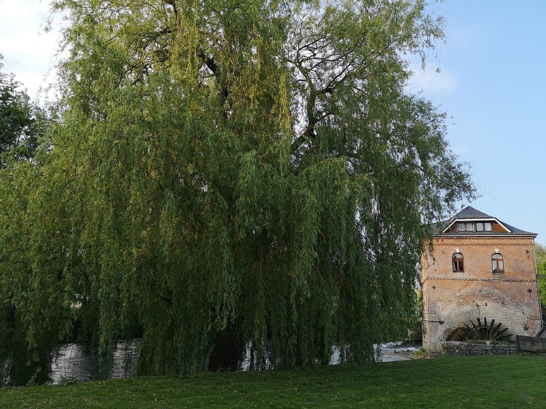 A historic building with a brick facade and arched windows, situated next to a weeping willow tree by a body of water.