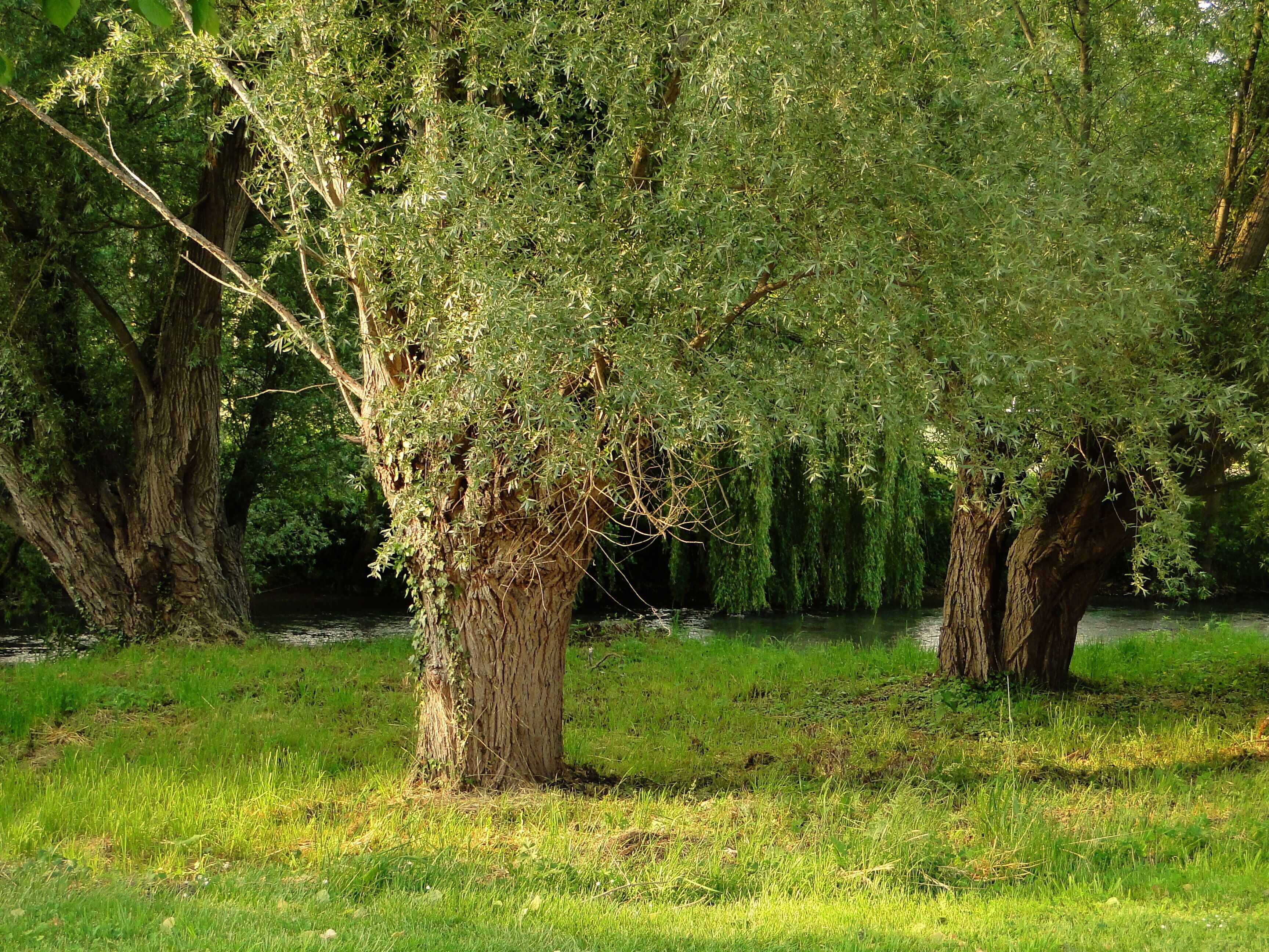 Une zone bordée d’arbres, avec une pelouse au premier plan et une étendue d’eau en arrière-plan.