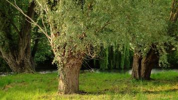 Une zone bordée d’arbres, avec une pelouse au premier plan et une étendue d’eau en arrière-plan.