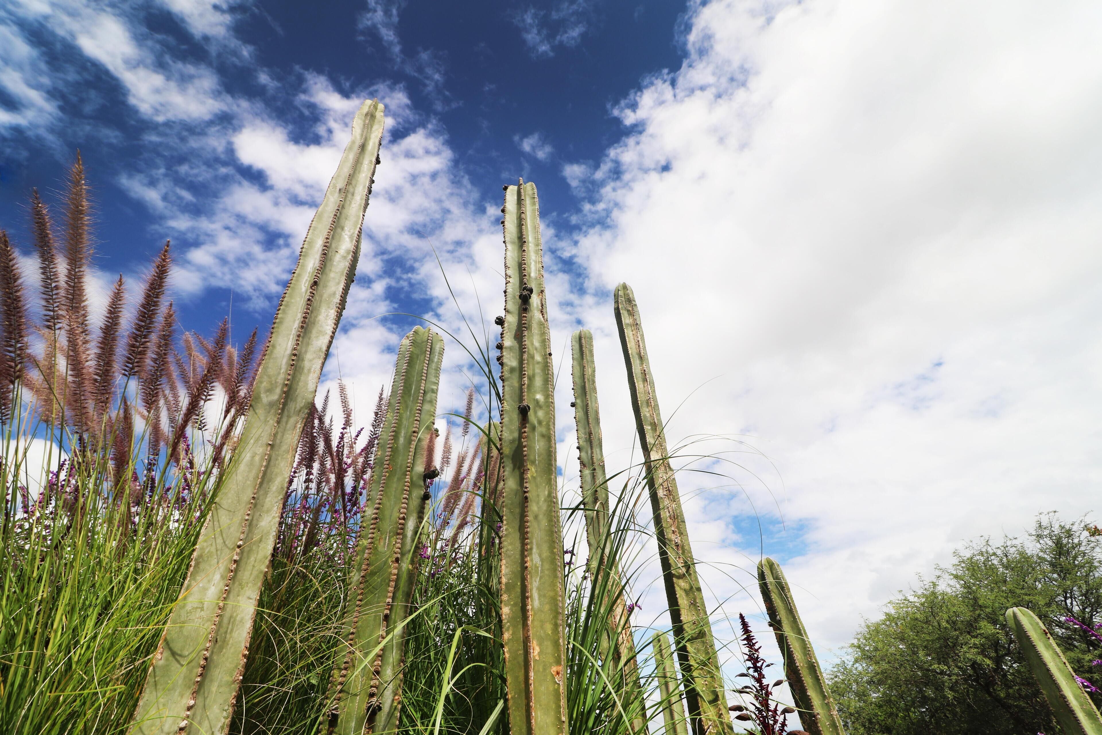 De grands cactus et de l’herbe sous un ciel partiellement nuageux.