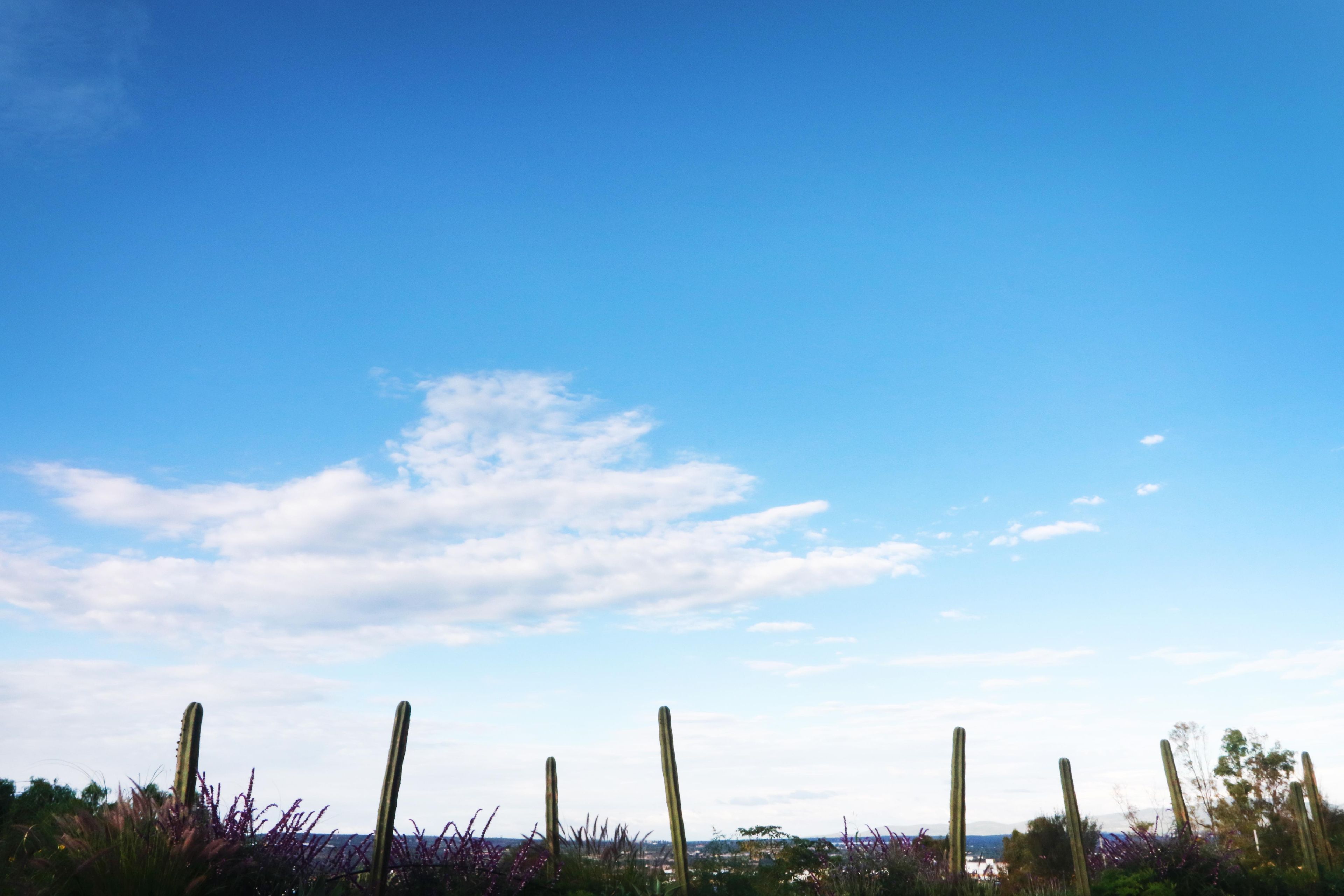 A clear blue sky with a few clouds and a row of cacti in the foreground.