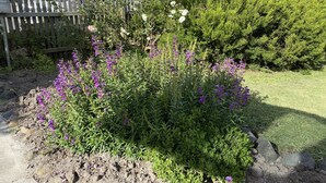 A garden with purple flowers and a wooden fence. - Daisy Cottage on Duke (Yarram)