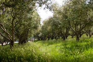 Property grounds - Glamping in an Olive Grove (Krowera)