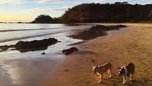 Ein Strand mit zwei Hunden und einem Wald im Hintergrund.