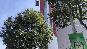 A building with a sign for 'Hiep Phat' and a large tree in front.
