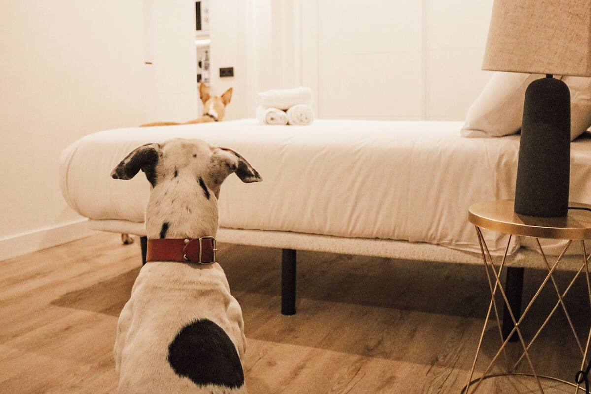 Een hond in een hotelkamer met een bed, een lamp en een klein tafeltje.