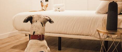 Un perro en una habitación de hotel con una cama, una lámpara y una mesita.