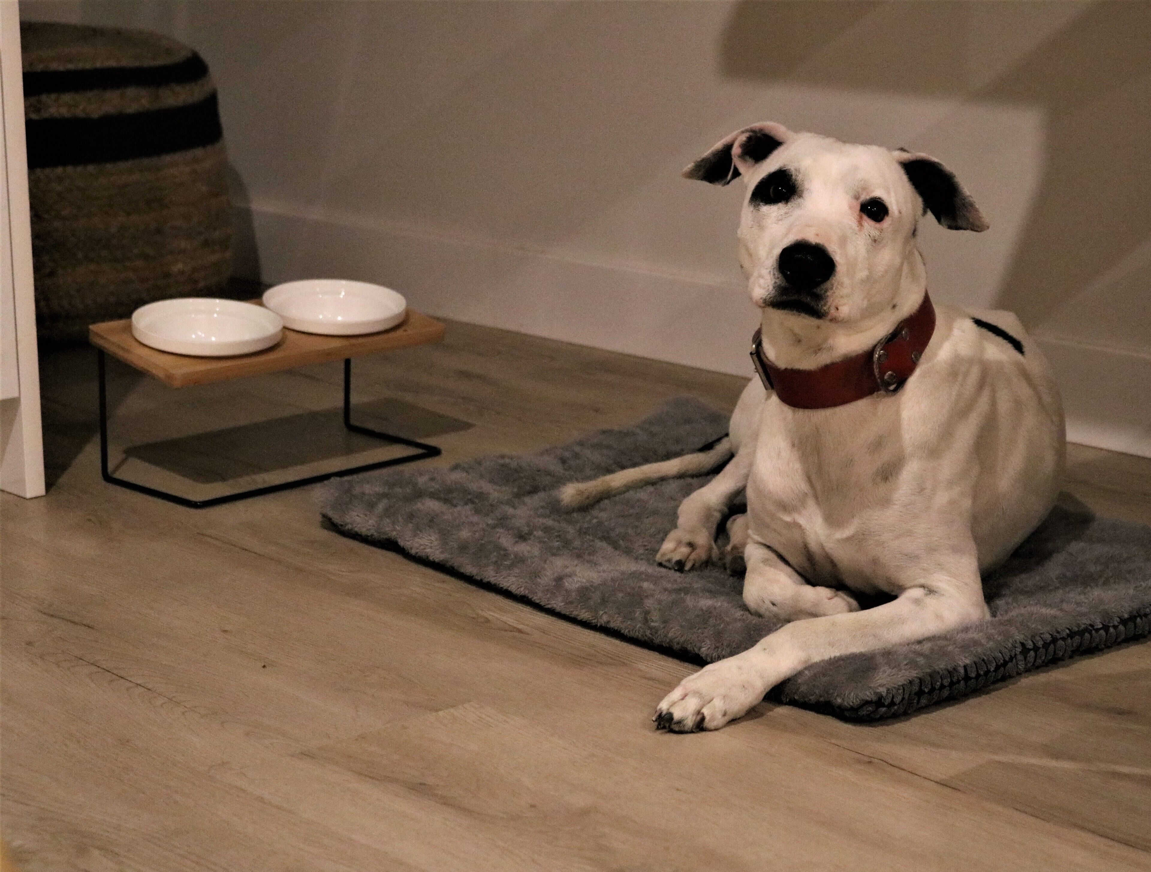 A dog lying on a gray mat with a wooden floor and a white bowl on a stand nearby.