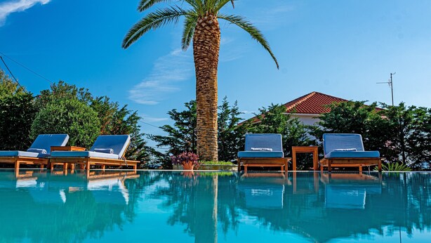 Une piscine avec des chaises longues et un palmier.