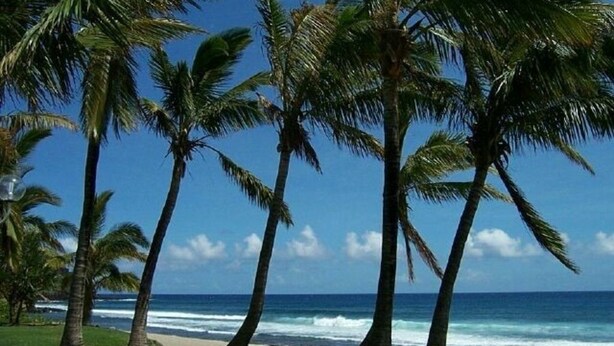 A beach with palm trees and ocean waves. - F3 apartment in the heart of Petite Ile (Saint-Pierre)