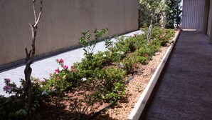 Un sendero bordeado por una fila de arbustos florecientes y un edificio de techo plano.
