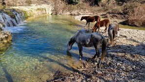 Paisaje natural con un arroyo cristalino, terreno rocoso y tres caballos pastando.