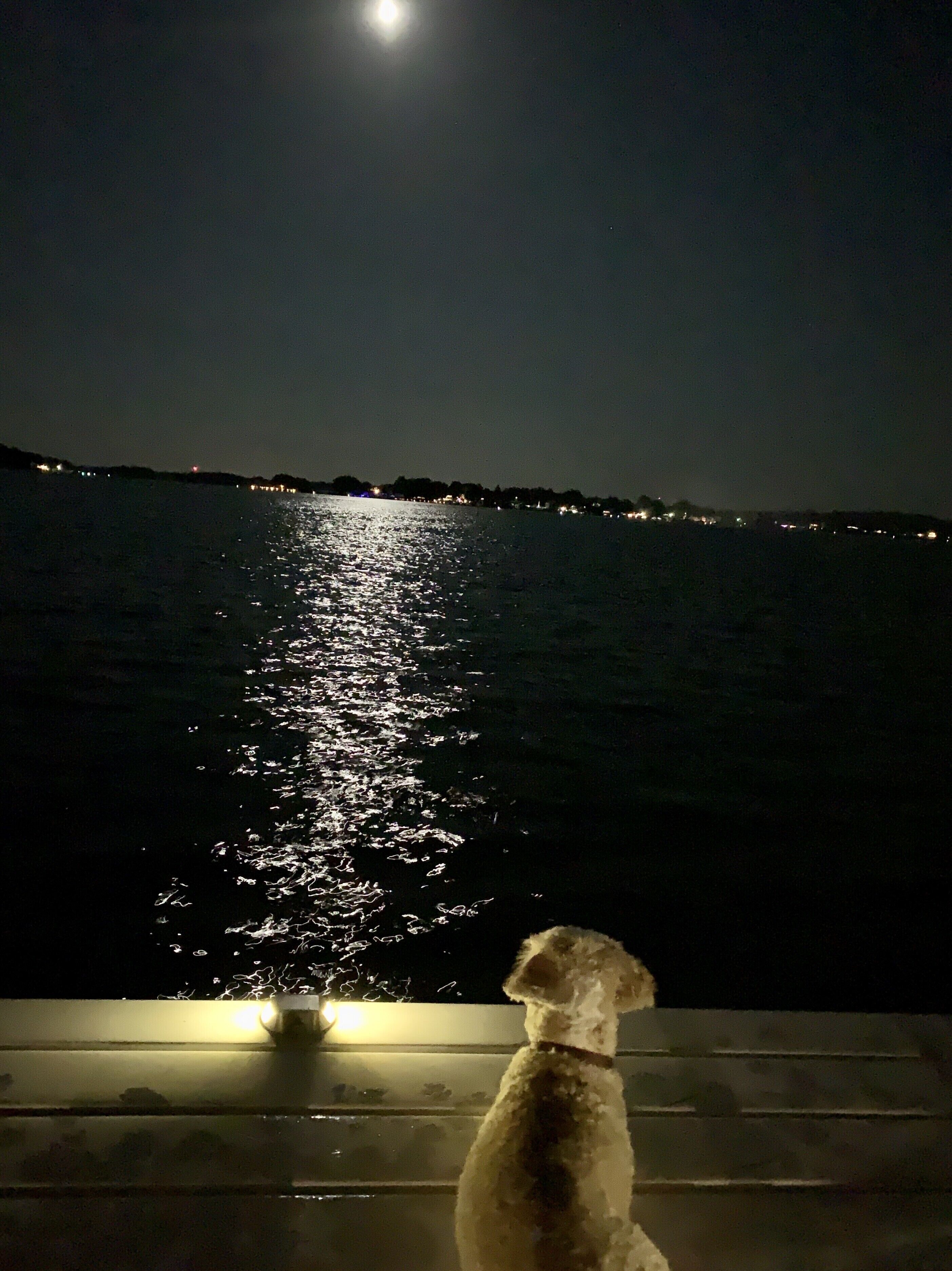 A dog on a boat at night with a city skyline in the background.