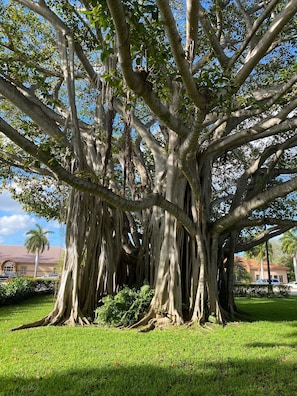 Stately tree stands in a well-manicured garden, surrounded by a historic building.