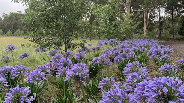 A field of purple flowers with trees in the background.