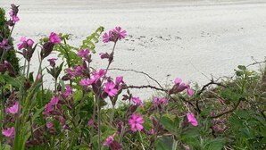 A beach with pink flowers in the foreground and a view of the ocean. - 4-star villa, 230 m², heated pool, steam room, ocean view, beach 200 m away—sleeps 8. (Plouguerneau)