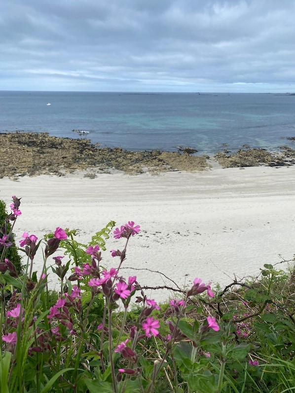 Ein Strand mit rosafarbenen Blumen im Vordergrund und Blick auf das Meer.