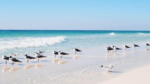 Uma praia com gaivotas e ondas.