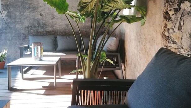 A cozy living area with a wooden ceiling, a sofa, a coffee table, and a potted plant.