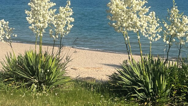 Ein Strand mit weißen Blüten und grünen Pflanzen im Vordergrund, der zu einem sandigen Strand und dem Meer im Hintergrund führt.