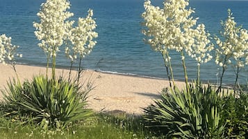 Une plage où l’on aperçoit, au premier plan, des fleurs blanches et des plantes vertes, qui s’étendent jusqu’à une plage de sable et l’océan, visibles à l’arrière-plan.