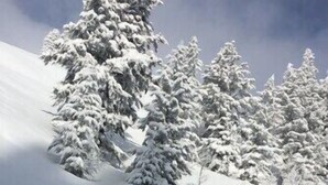 Paesaggio innevato con alberi coperti di neve.