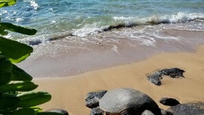 Une plage avec une tortue sur le sable et des vagues en arrière-plan.