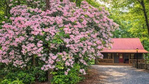 Una cabaña con techo rojo, rodeada de árboles rosados en plena floración.
