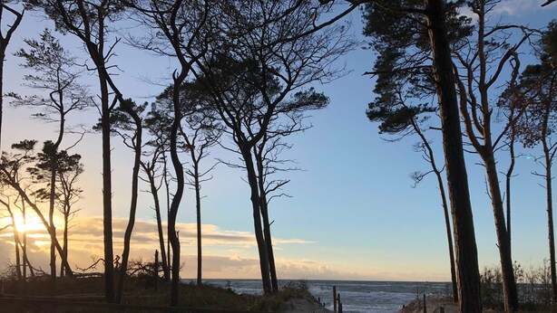 A beach with tall trees and a clear sky. - Ferienhaus Wolff, Deutschland (Barth)