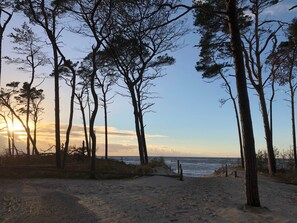 Une plage bordée de grands arbres et surplombée d’un ciel dégagé.