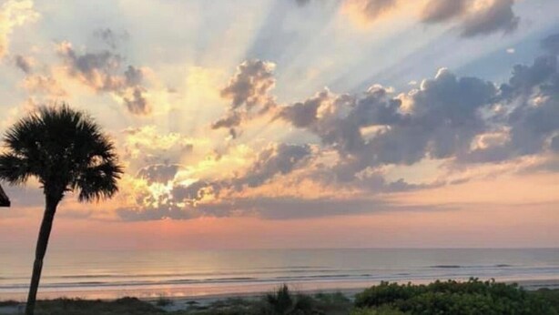 Un atardecer sobre una playa con palmeras y arbustos.