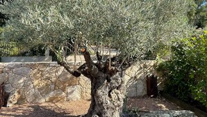 A mature olive tree with a thick trunk and dense foliage, planted in a gravel bed with a stone wall in the background.