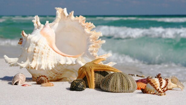 Sconcioli e conchiglie sulla sabbia di una spiaggia, con le onde dell'oceano sullo sfondo.