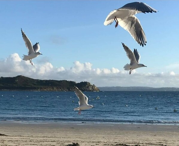 Am Strand
