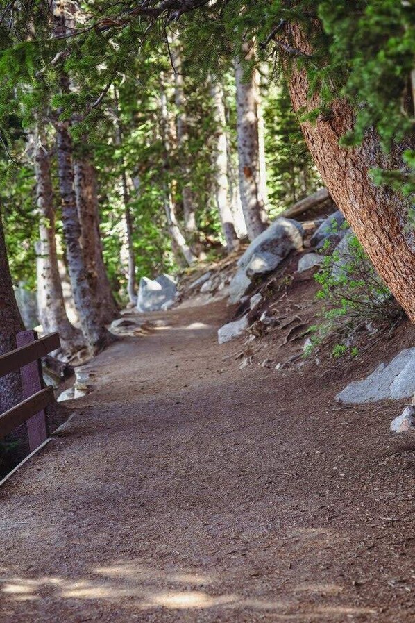 A forest trail with a wooden bench and a rocky path.