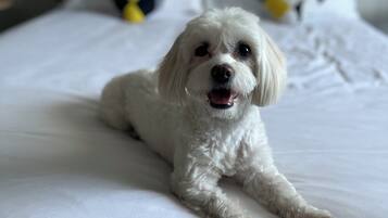 Un perro blanco acostado sobre una cama con ropa de cama blanca y dos almohadas con estampado amarillo y negro.