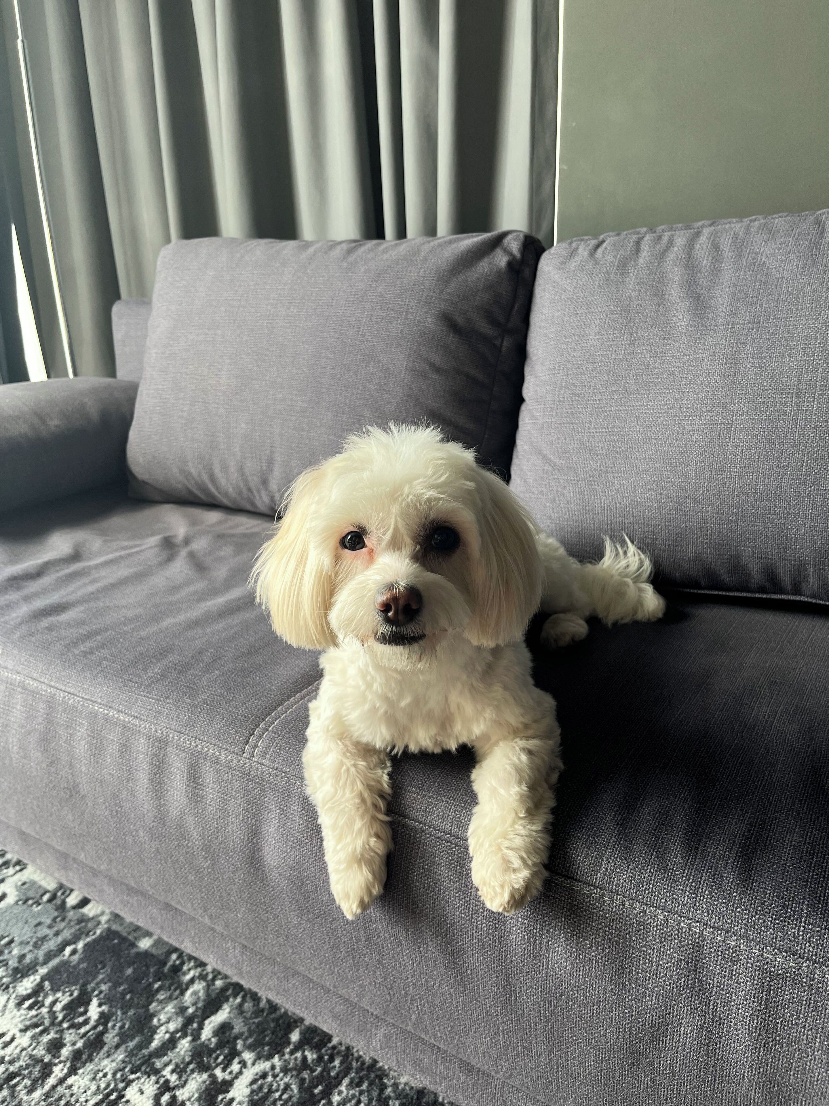 A small white dog lying on a grey sofa.