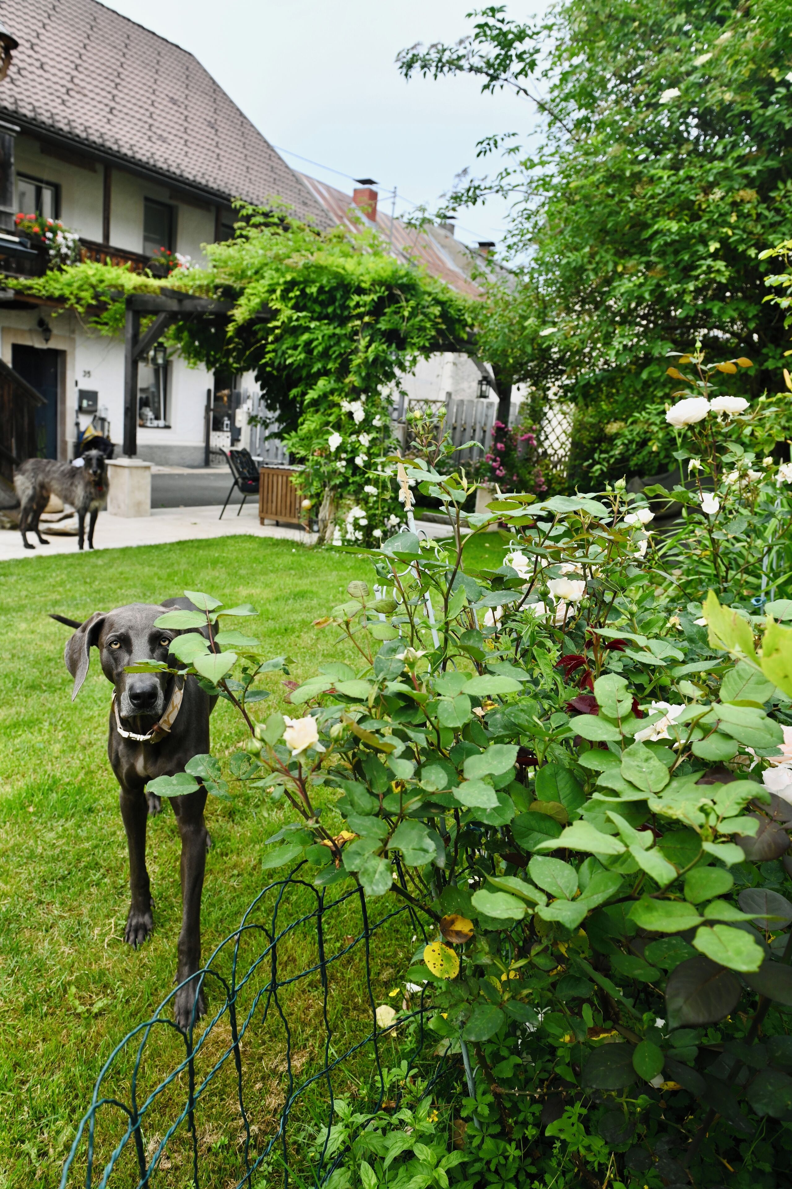 A garden with a dog, a house, and a fence.