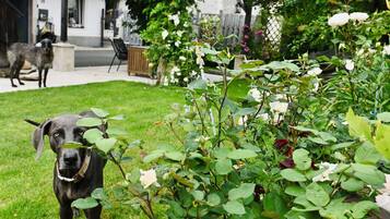 A garden with a dog, a house, and a fence.