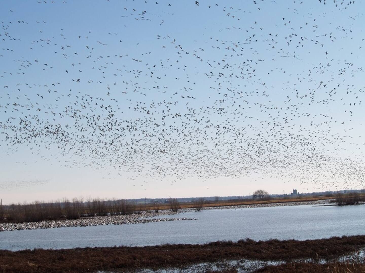 Um grande grupo de aves voando sobre a água, com uma linha de árvores ao longe e uma paisagem plana.