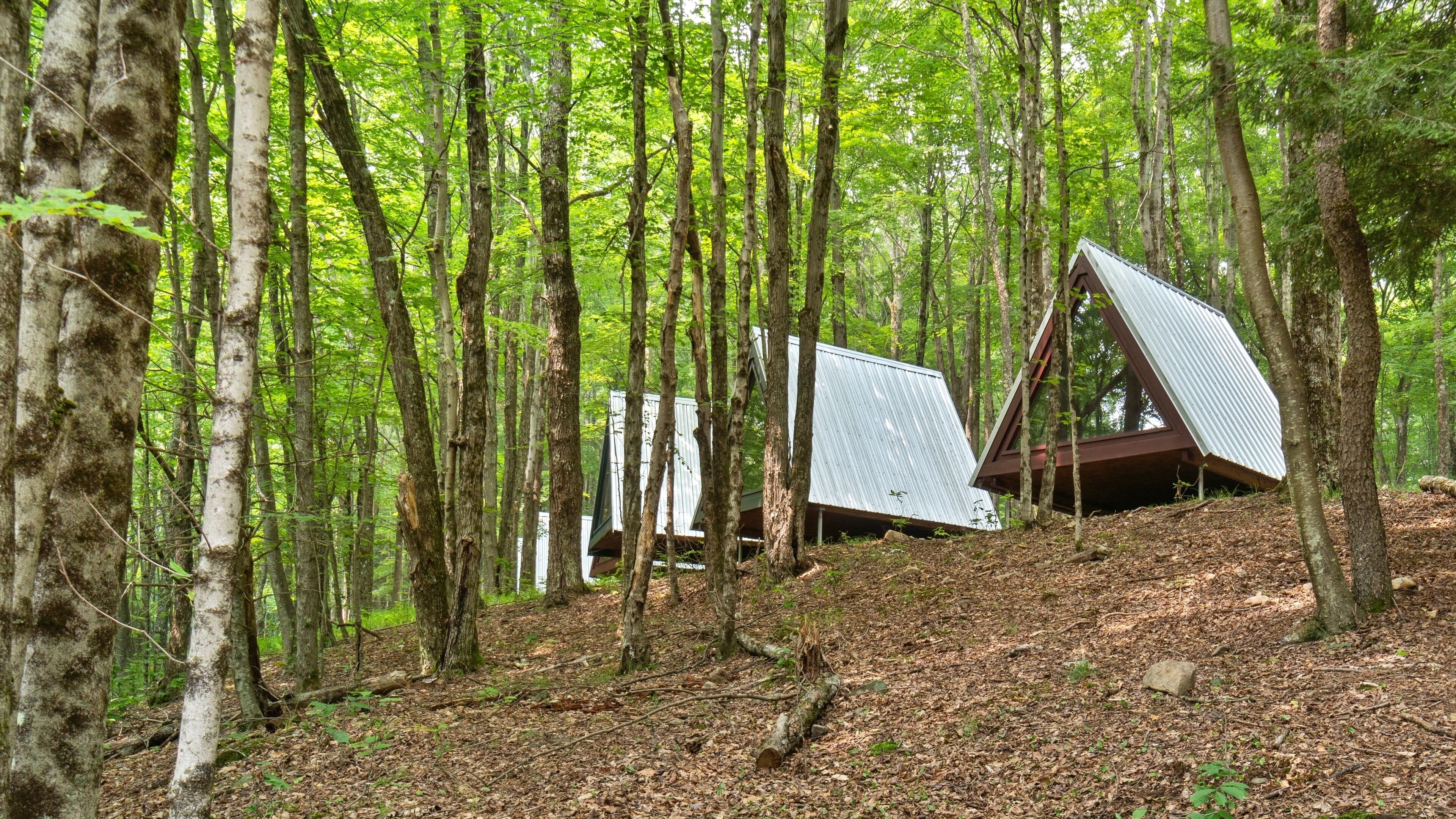 Ein Wald mit einer Hütte, deren Dach schräg ist und eine Metallfassade hat.