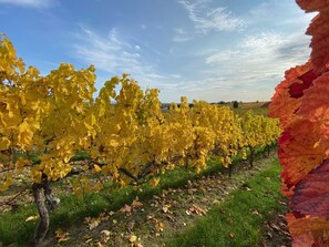 Property grounds - The 74 - Bel Etage (Bockenheim an der Weinstraße)